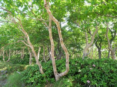 五色山稜線の石楠花とダケカンバの森 五色山稜線の石楠花とダケカンバの森の写真