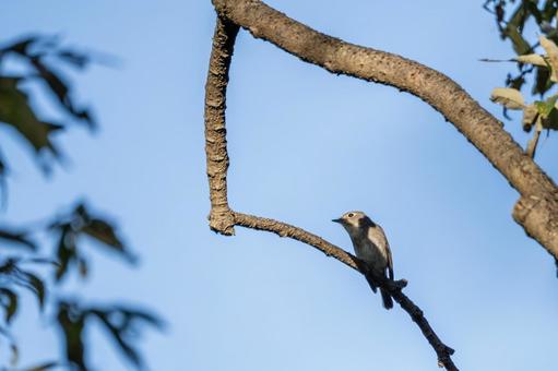 コサメビタキ⒂ コサメビタキ⒂ 鳥,コサメビタキ,野鳥の写真素材