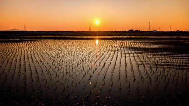 夕焼けの水田風景 夕焼けの水田風景 水田,田んぼ,夕焼けの写真素材