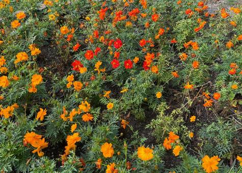 コスモスアップ2_オレンジ・赤_711C 花,コスモス,オレンジの写真素材