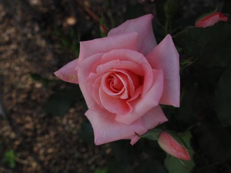 バラ園にてピンクの薔薇を撮影しました 花,薔薇,自然の写真素材