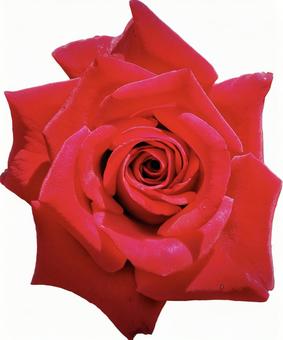 赤い薔薇 赤い薔薇の写真