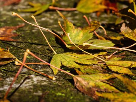 地面に落ちた黄色い紅葉の葉っぱの写真