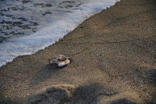 波打ち際の貝殻 自然,風景,海の写真素材