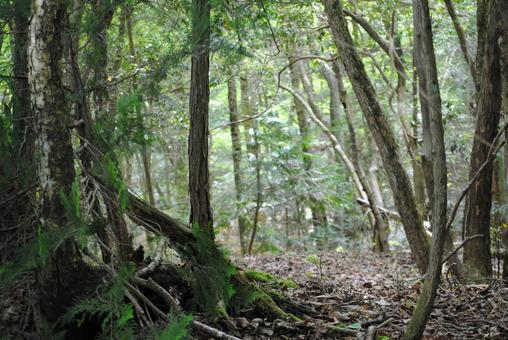 Mysterious Forest 02, JPG Mysterious Forest 02, JPG