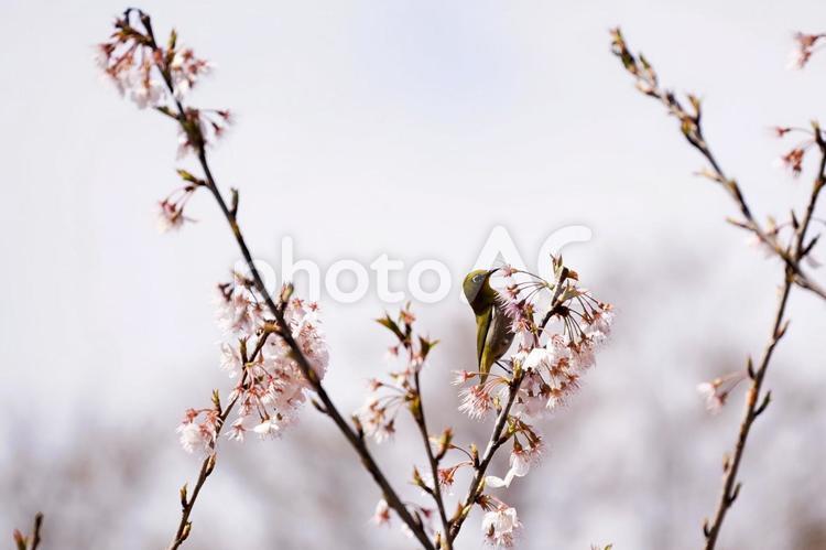 桜とメジロの春景色 メジロ,鳥,桜の写真素材