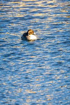 オナガガモ カモ,オナガガモ,メスの写真素材