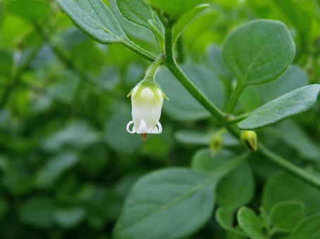 小さなハコベホウズキの花_01 ハコベホウズキ,花,白の写真素材
