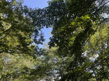 夏の軽井沢 夏の軽井沢 軽井沢,夏,森林浴の写真素材