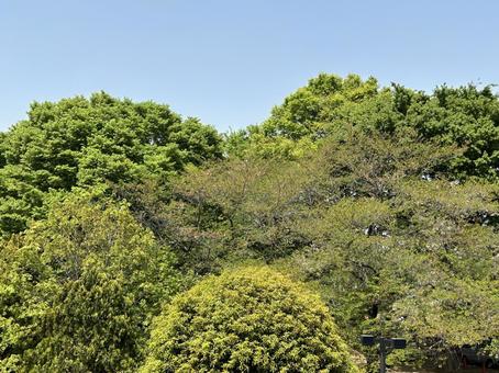 新緑の春 新緑の春の写真