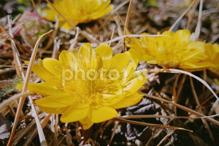 枯れ草の間で咲く福寿草の花 福寿草,２月,フクジュソウの写真素材