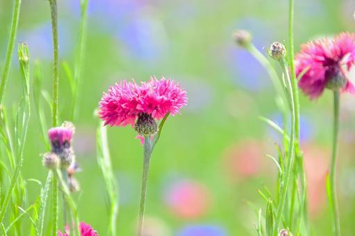 ピンク色のヤグルマギク ピンク色のヤグルマギク ヤグルマギク,花,矢車菊の写真素材