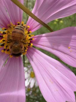 コスモスとミツバチ 09 蜜蜂,みつばち,成虫の写真素材