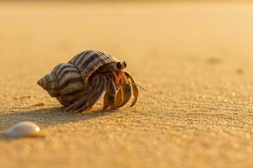 夕日の海岸を歩くヤドカリ 夕日の海岸を歩くヤドカリの写真