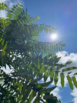 夏空と緑 夏空と緑の写真