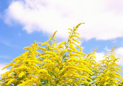 秋の野草と秋の空の写真