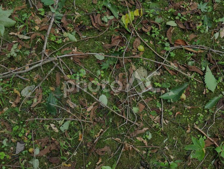 枯れ枝と緑の木の葉 枝,地面,葉の写真素材