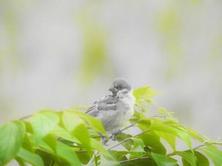 鳥 鳥の写真
