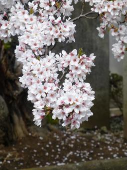 街中を流れる小川に枝垂れる桜の花 街中を流れる小川に枝垂れる桜の花 桜,花,植物の写真素材