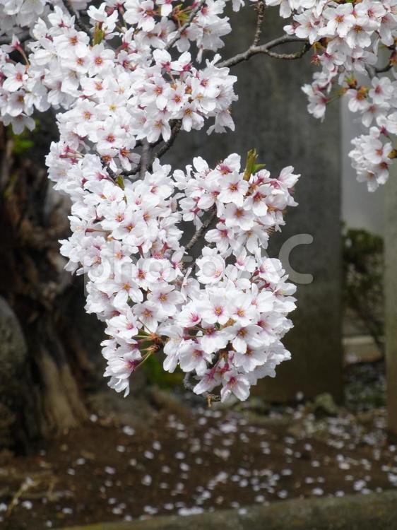 街中を流れる小川に枝垂れる桜の花 桜,花,植物の写真素材