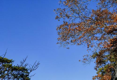 青空と冬の木々 青空と冬の木々 青空,樹木,冬イメージの写真素材