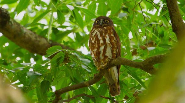 目が覚めたアオバズク 目が覚めたアオバズクの写真