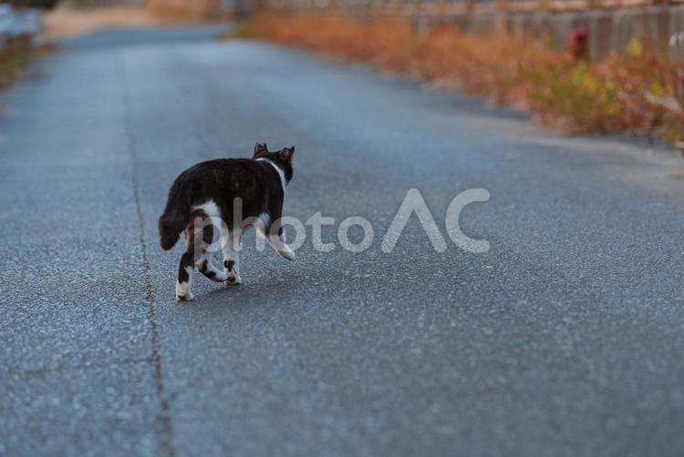 道をそそくさと歩くハチワレ猫 ハチワレ猫,地域猫,サクラネコの写真素材