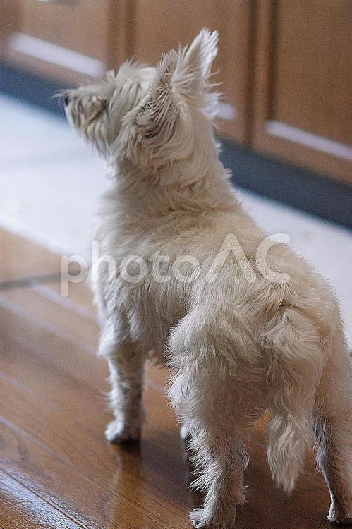 ホワイトテリア　チビタ　34　おやつ頂戴 ホワイトテリア,愛犬,ペットの写真素材