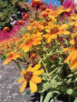 百日草2 百日草,オレンジ,花の写真素材