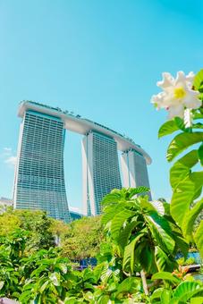 【シンガポール】マリーナベイサンズ 【シンガポール】マリーナベイサンズ シンガポール,植物園,ベイフロントの写真素材