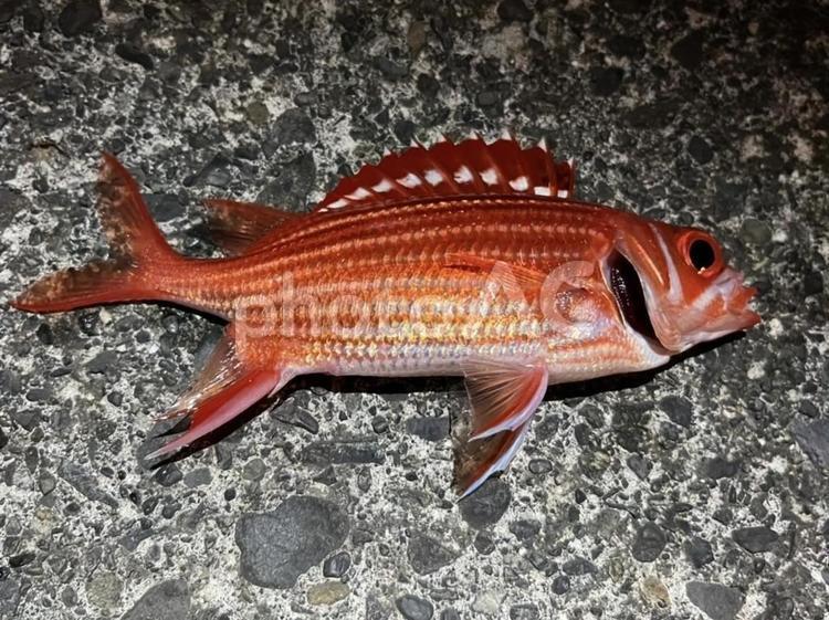 夜釣り　魚　赤魚 魚,釣り,魚類の写真素材