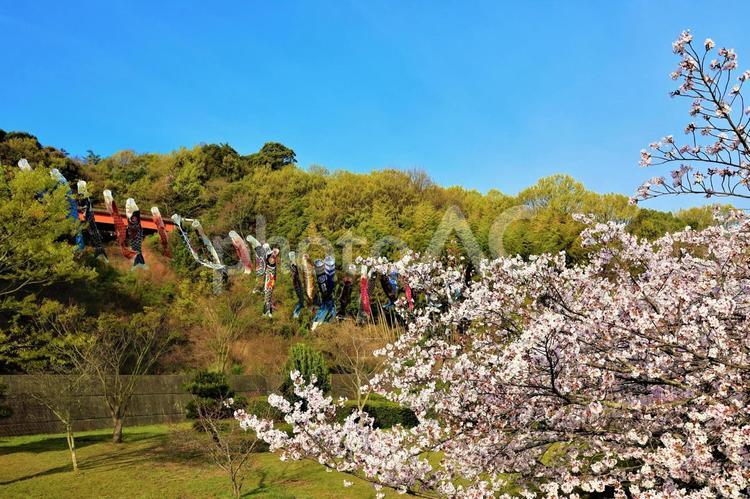 ４月上旬の明神川緑の砂防公園の桜と鯉幟 背景,桜,花の写真素材