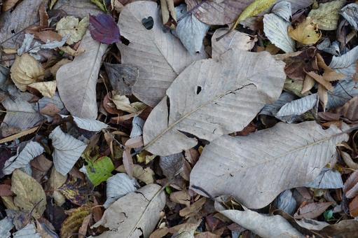 落ち葉 落葉,枯葉,秋の写真素材