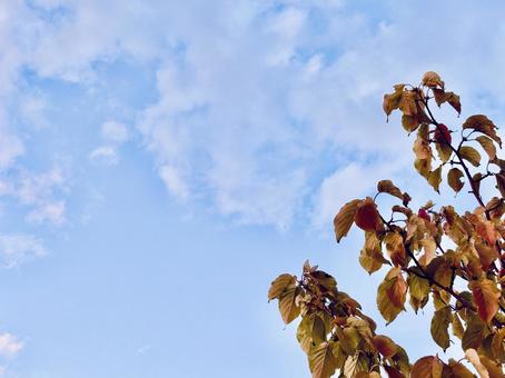 雲の空　木 木,植物,美しいの写真素材