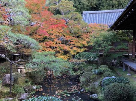 永観堂 紅葉 永観堂 紅葉 秋,紅葉,京都の写真素材