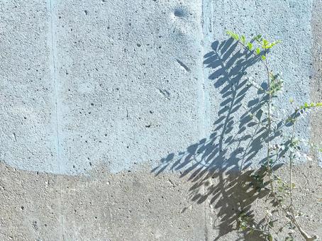 植物 影 光 日差し 植物 影 光 日差し 植物,光,影の写真素材