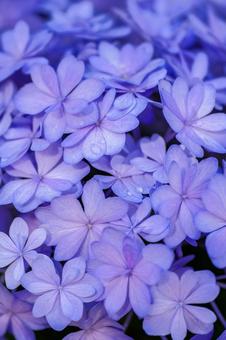Hydrangea, JPG