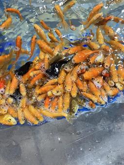 餌を求める魚たち 餌を求める魚たち 魚,生き物,群がるの写真素材