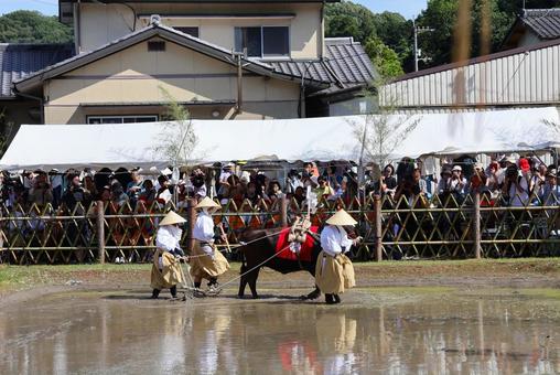 6月中旬の主基斎田お田植まつりの牛耕 6月中旬の主基斎田お田植まつりの牛耕 牛耕,牛,田の写真素材