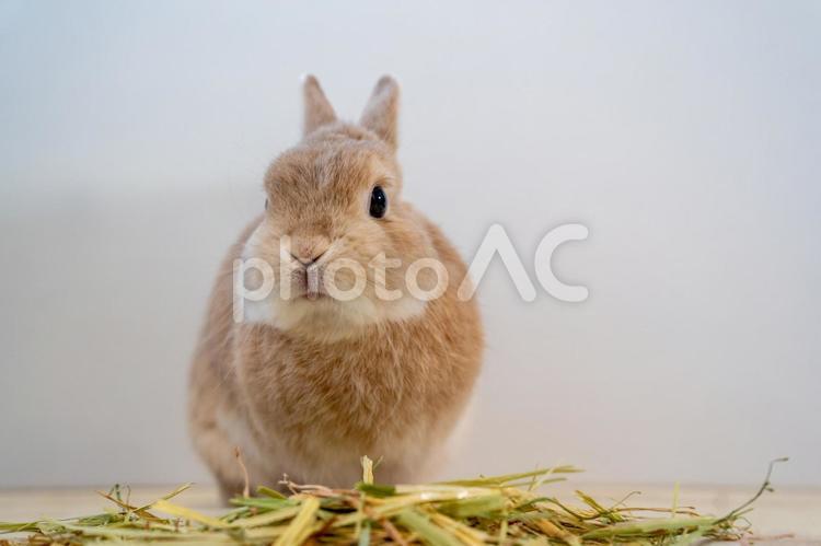 牧草を食べるウサギ うさぎ,ウサギ,ネザーランドドワーフの写真素材