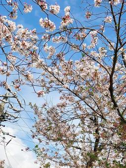 空と桜 空と桜の写真