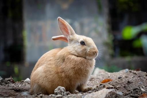 うさぎ うさぎ,大久野島,動物の写真素材