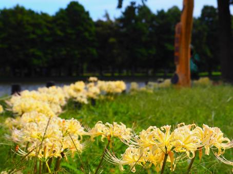 弧を描くように咲く白いヒガンバナ 花,ヒガンバナ,彼岸花の写真素材