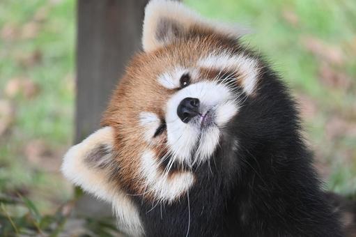 レッサーパンダ レッサーパンダの写真