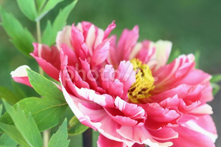 ぼたんの花　アップ　3 牡丹,キラキラ,花の写真素材