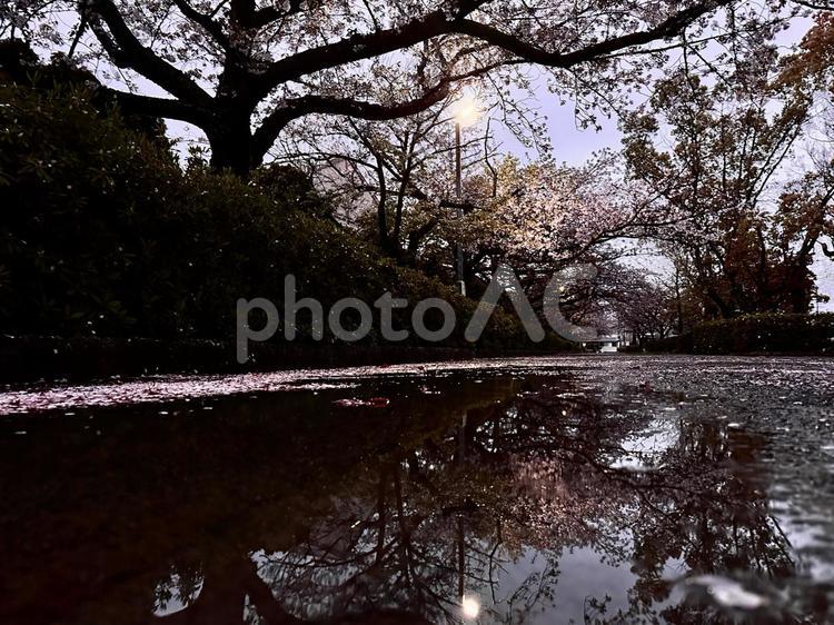 水たまりに反射する桜の木 桜,春,花の写真素材
