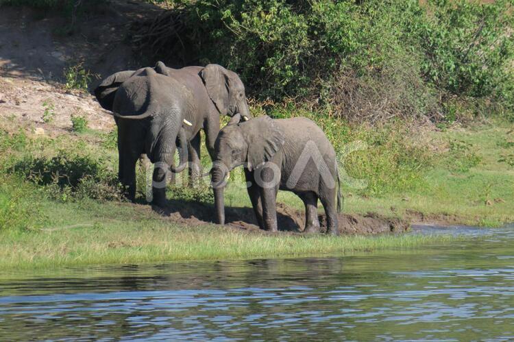 ゾウ　サファリ　アフリカ 像,ゾウ,サファリの写真素材
