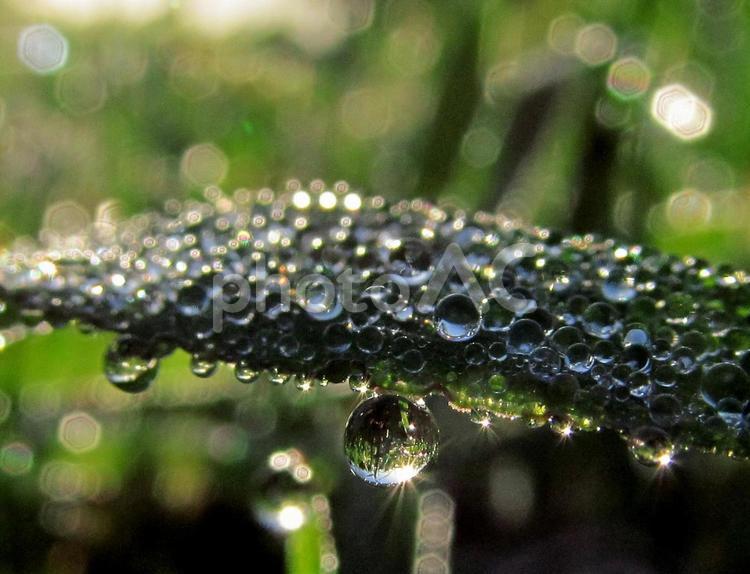 水滴と緑の葉　Water drop 水滴,しずく,雨の写真素材