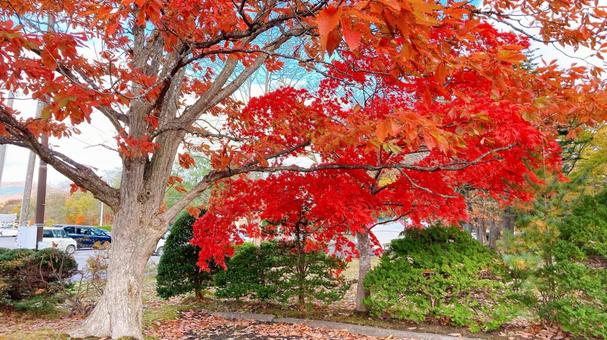 真っ赤な紅葉 紅葉,秋,風景の写真素材