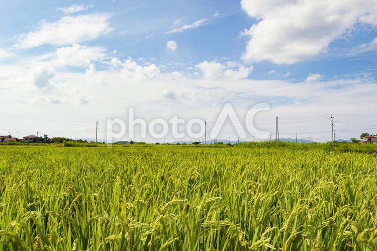 田舎の風景　夏の稲と青田と青空 風景,稲,田の写真素材